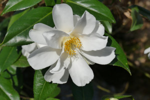 Camellia japonica Lily Pons                     